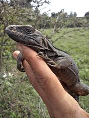 Ctenosaura acanthura