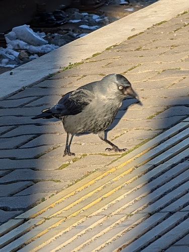 Western Jackdaw (Coloeus monedula), photo 7