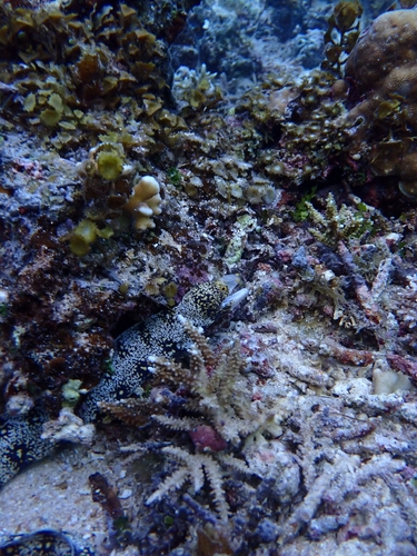 Bosch' moray eel (Echidna nebulosa) — Muraenidae