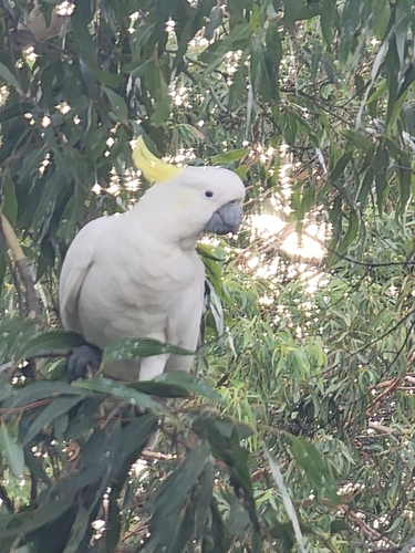 Sulphur-crested Cockatoo (Cacatua galerita), photo 5