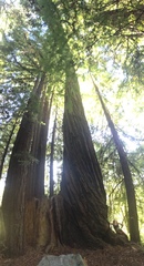 Sequoia