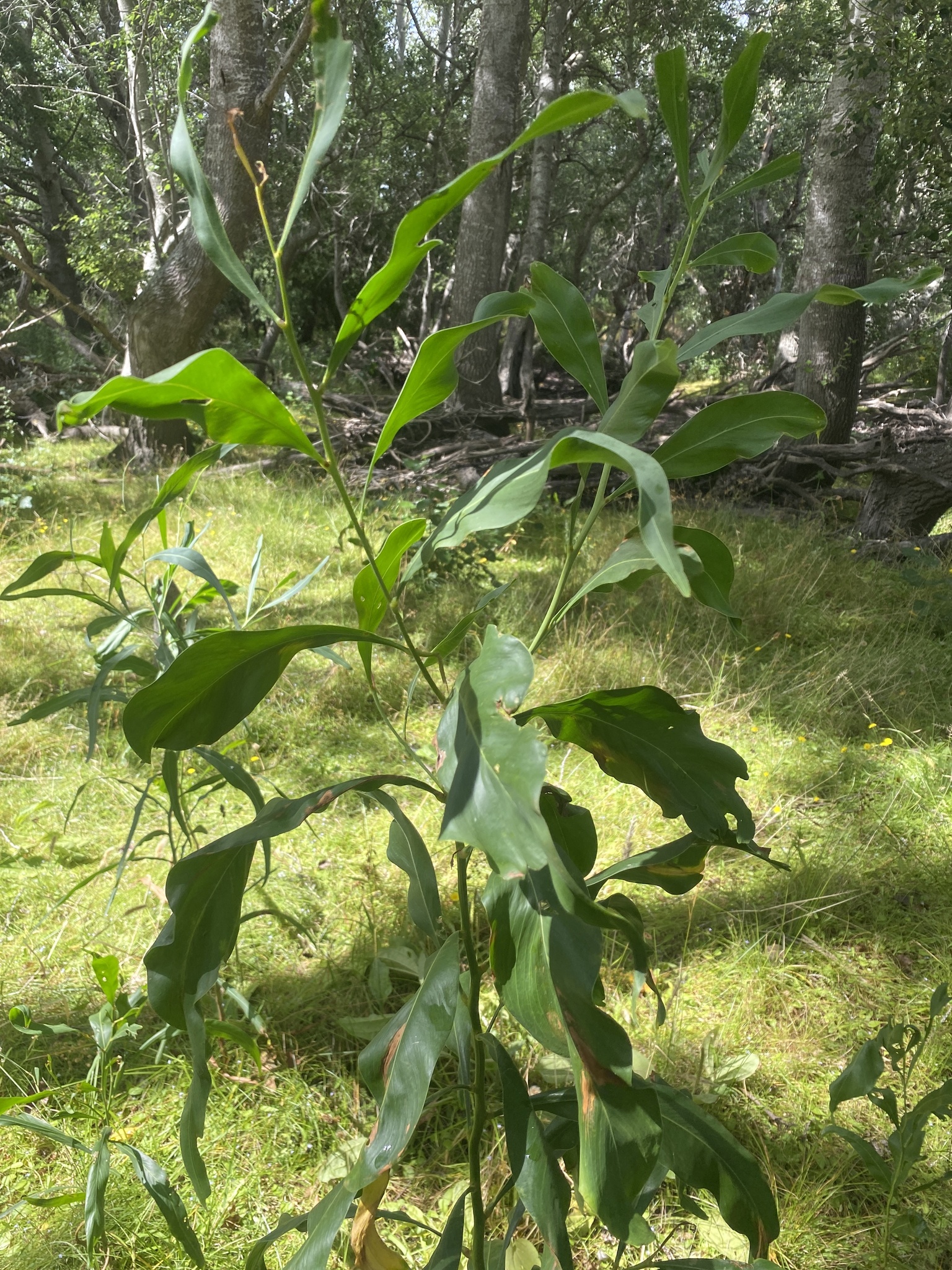 Blue-leaf wattle