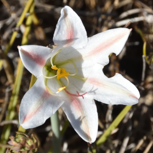 Cyrtanthus loddigesianus