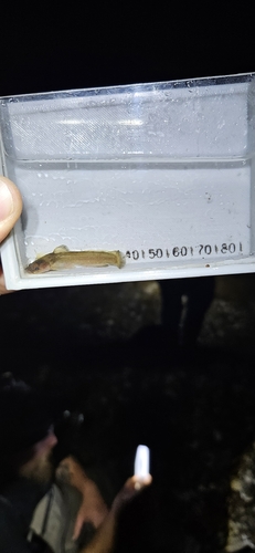 Slender madtom (Noturus exilis) — Ictaluridae