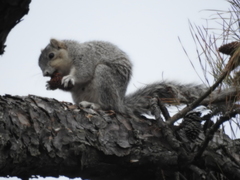 Sciurus niger cinereus