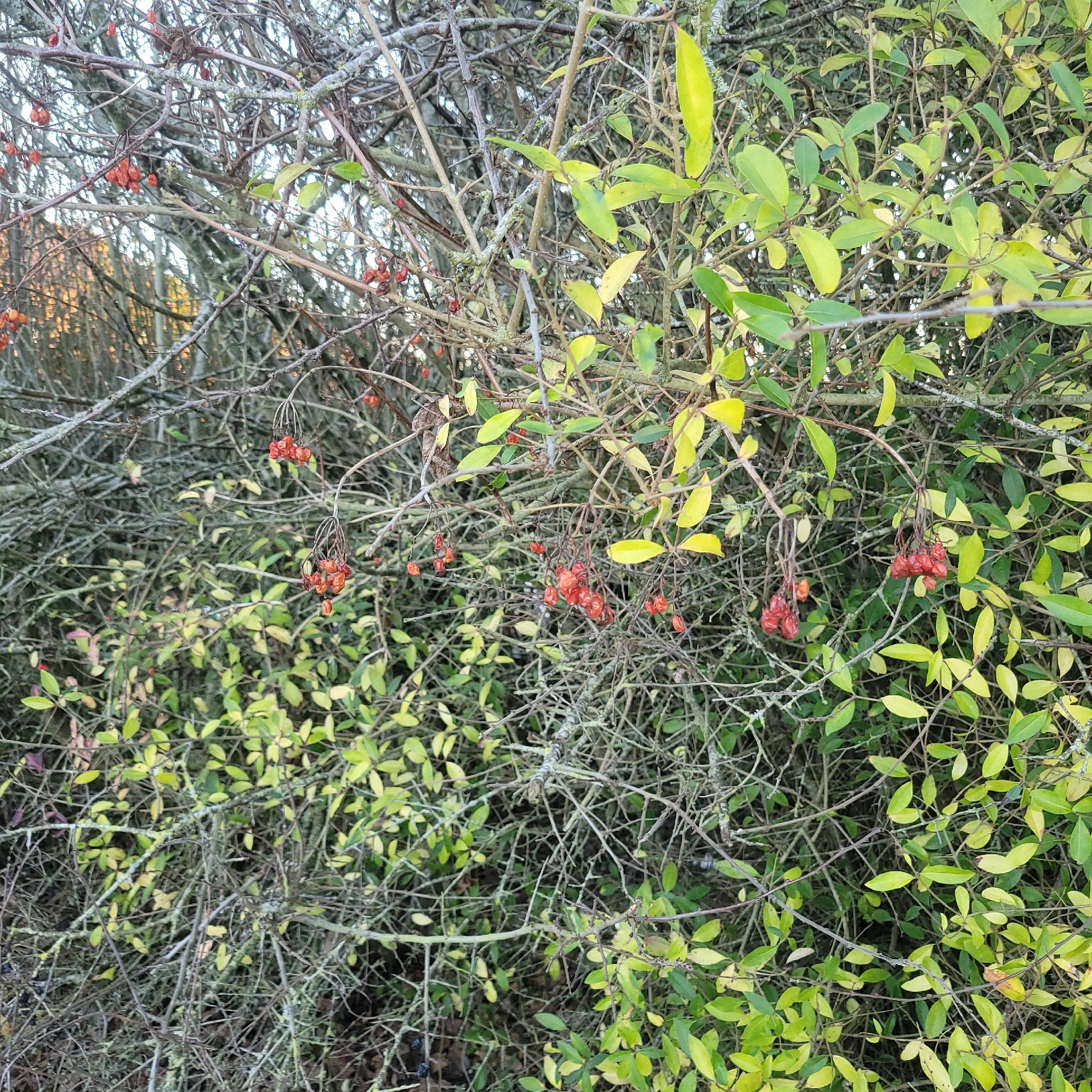 Beispielbild: Pfaffenhütchen (Euonymus europaeus)