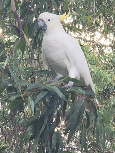 Sulphur-crested Cockatoo (Cacatua galerita), photo 6