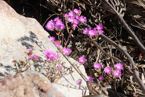 Lampranthus emarginatus, photograph 6