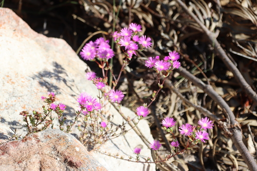 Clusterleaf Brightfig (Lampranthus emarginatus)