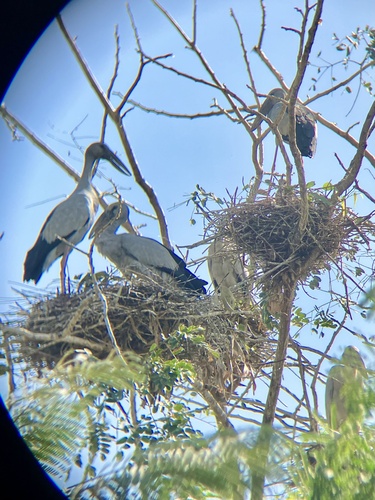 Asian Openbill