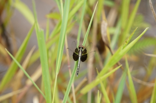 Neurothemis feralis