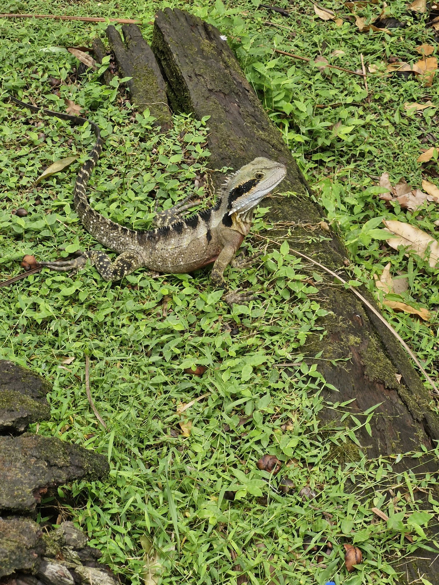 Intellagama lesueurii lesueurii (Gray, 1831)