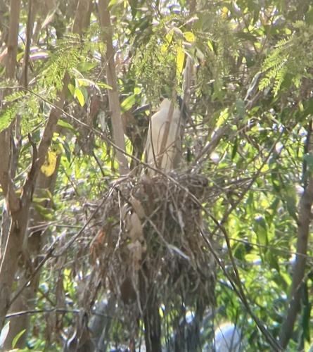Black-crowned Night Heron