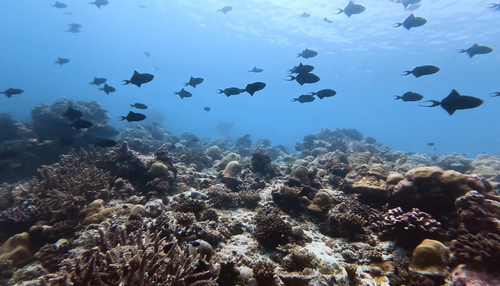 Odonus niger