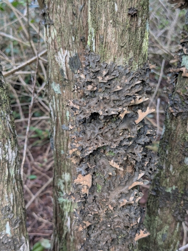 Sticta scabrosa observed 2026-01-02