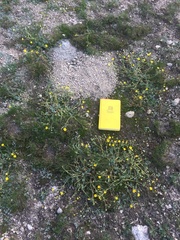 Potentilla breweri