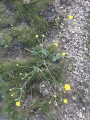 Potentilla breweri
