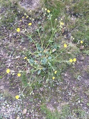 Potentilla breweri