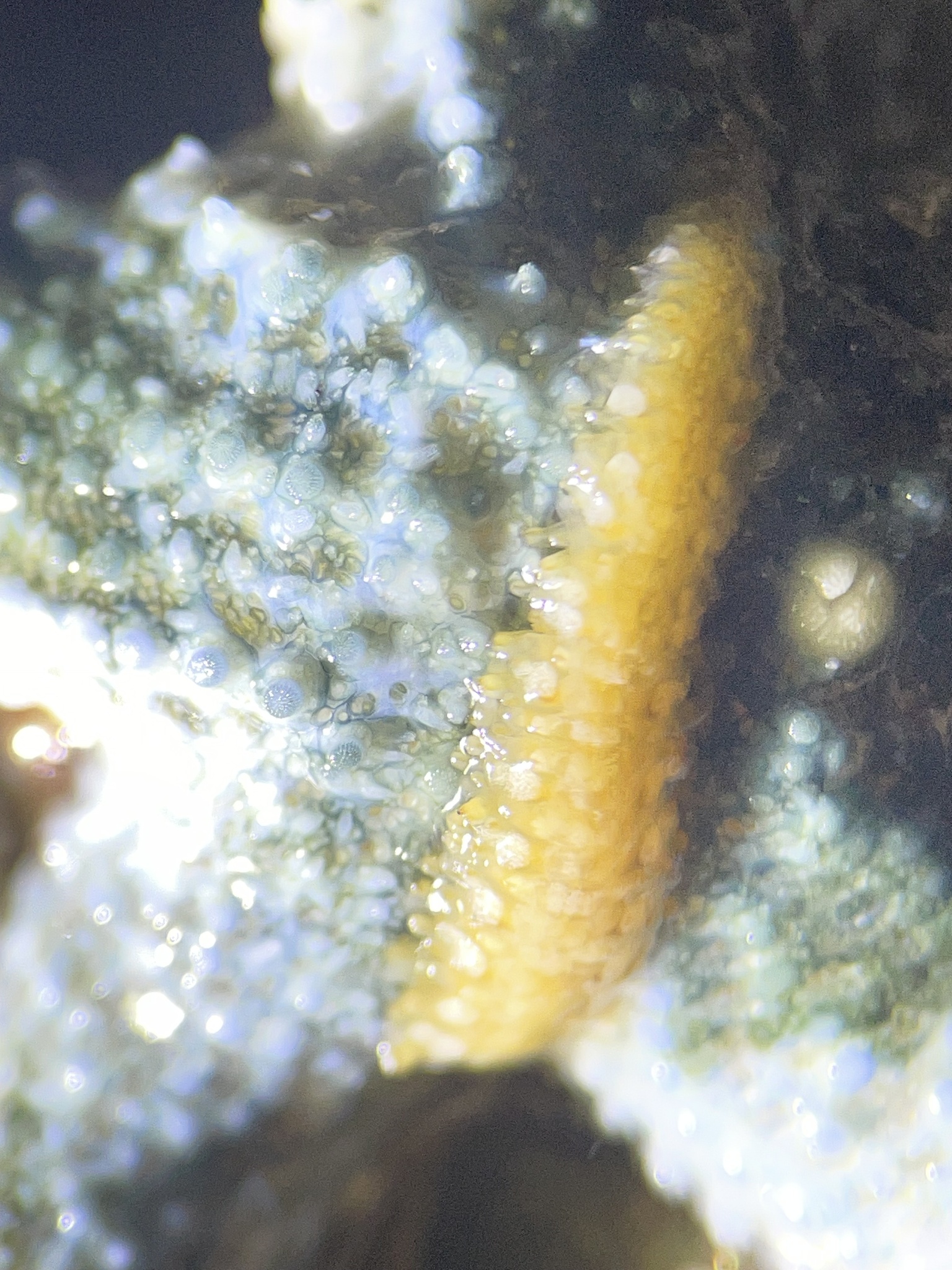 Arctonoe fragilis (Baird, 1863)