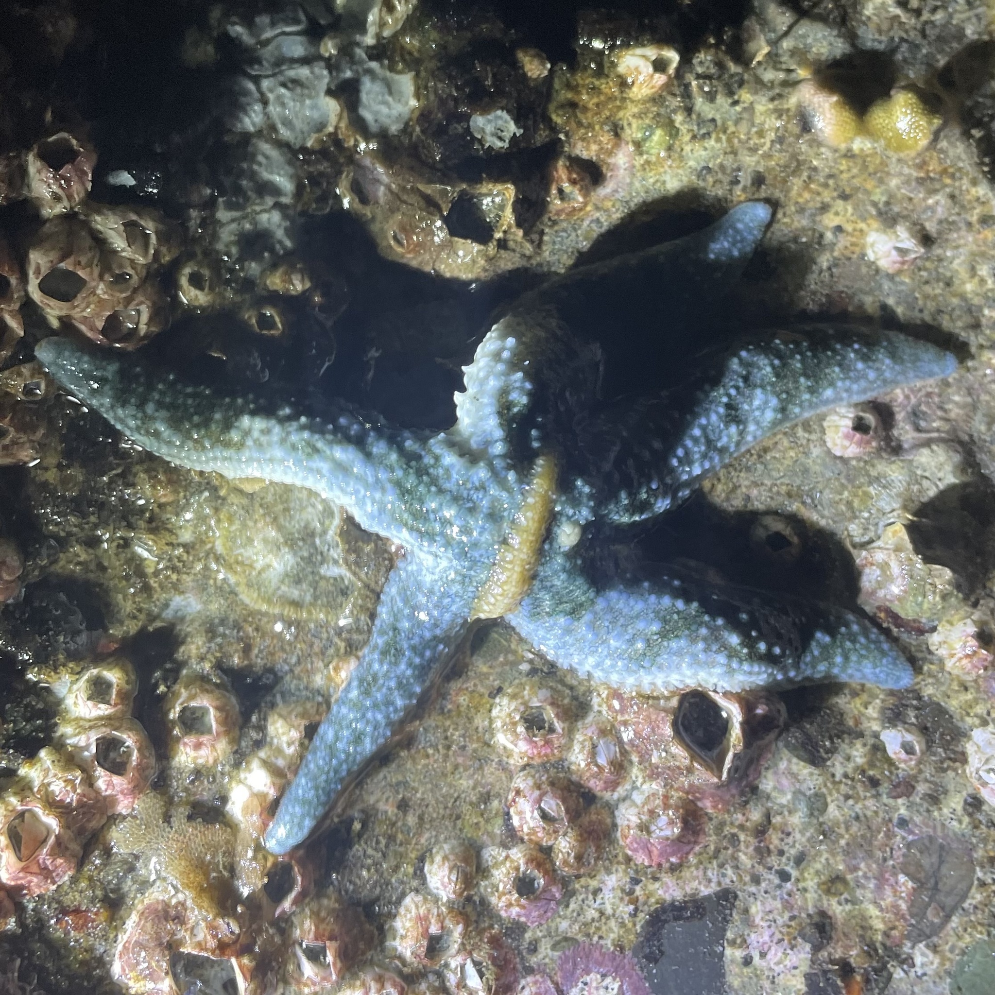 Arctonoe fragilis (Baird, 1863)