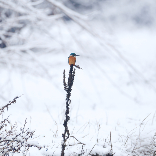 Common Kingfisher (Alcedo atthis), photo 5