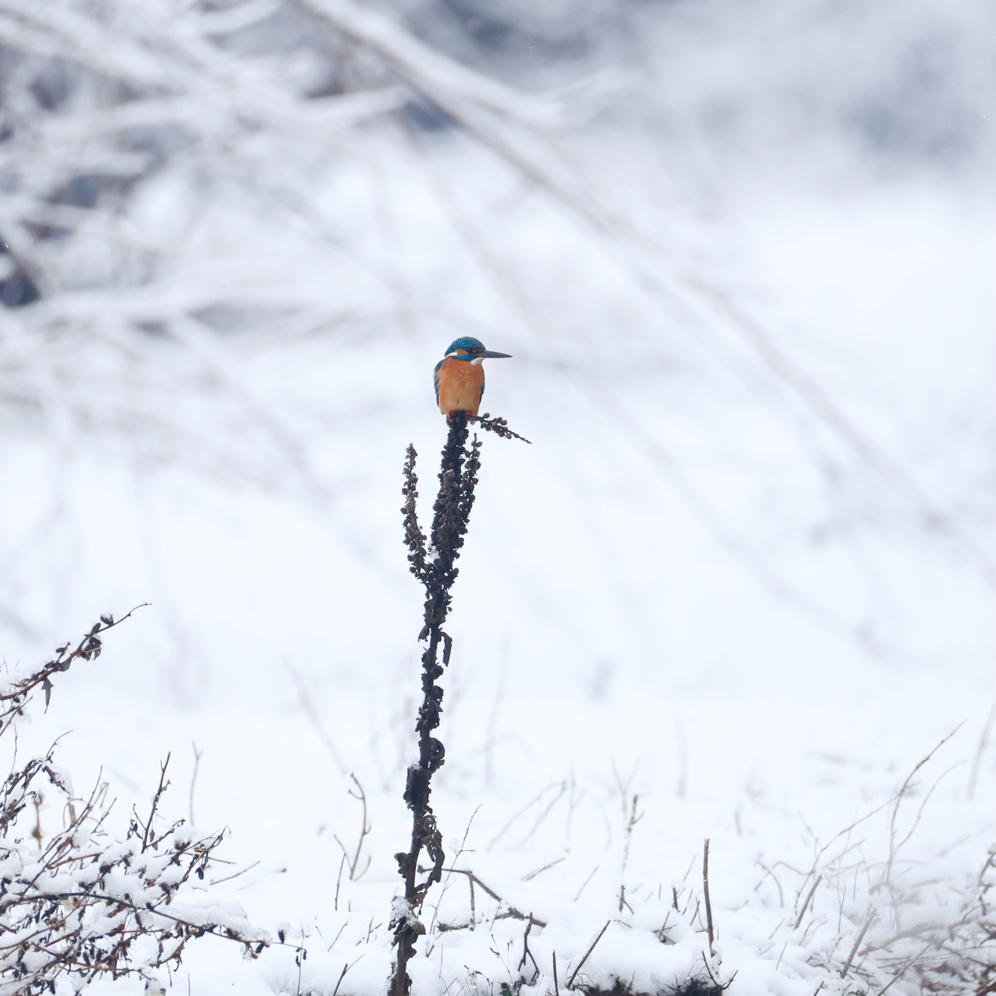 Common Kingfisher (Alcedo atthis), photo 5
