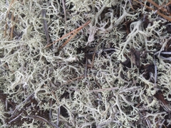 Cladonia submitis