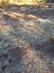 Cladonia submitis