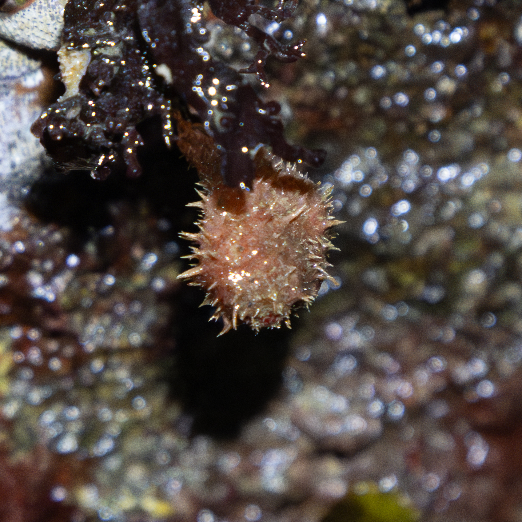 Boltenia villosa (Stimpson, 1864)