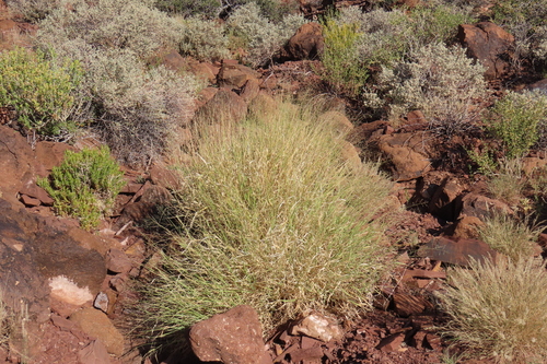 Shrubby Panicum (Panicum arbusculum)