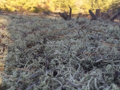 Cladonia submitis