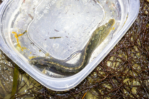 Cockscomb prickleback (Anoplarchus purpurescens) — Stichaeidae — 4