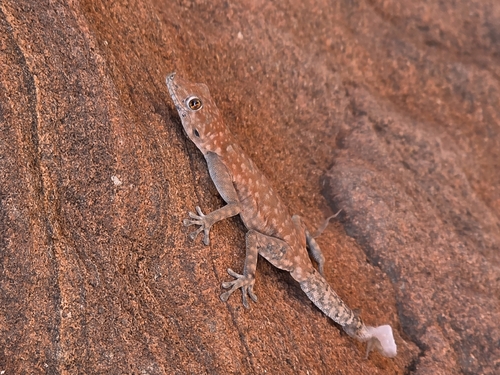 Damara Day Gecko