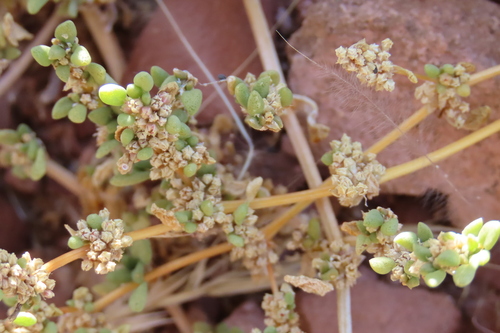 Nama Horsepurslane (Trianthema parvifolium)