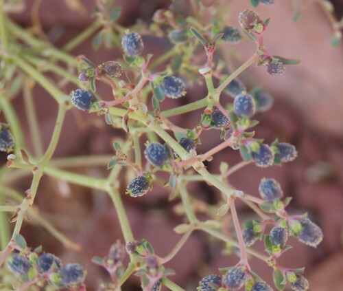 Namib Milkweed (Euphorbia glanduligera)