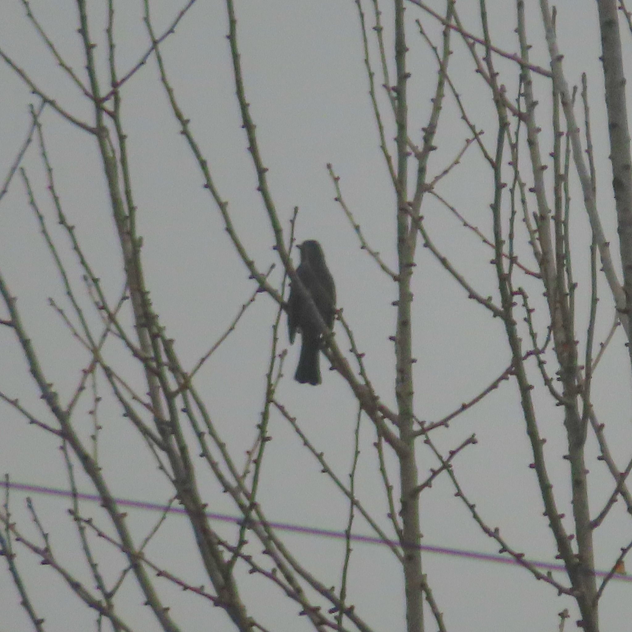 Brown-eared Bulbul (Hypsipetes amaurotis), photo 2
