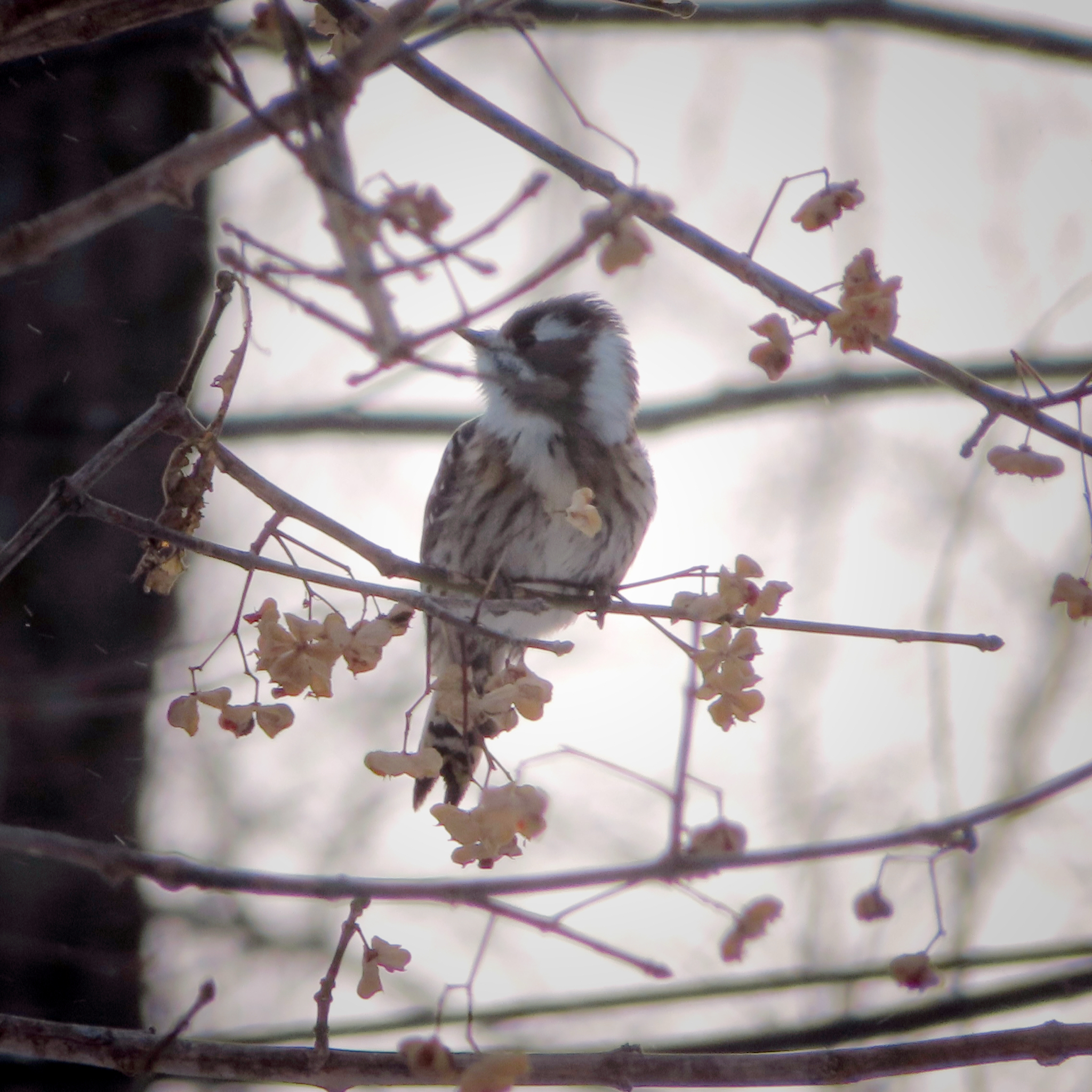Japanese Pygmy Woodpecker (Yungipicus kizuki), photo 9