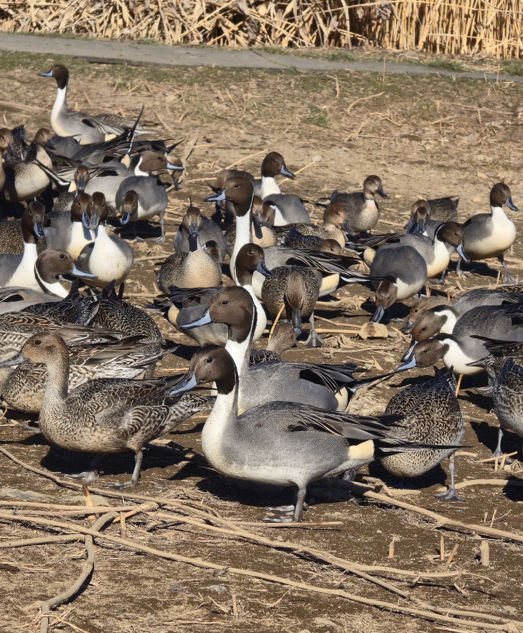 Northern Pintail (Anas acuta), photo 10