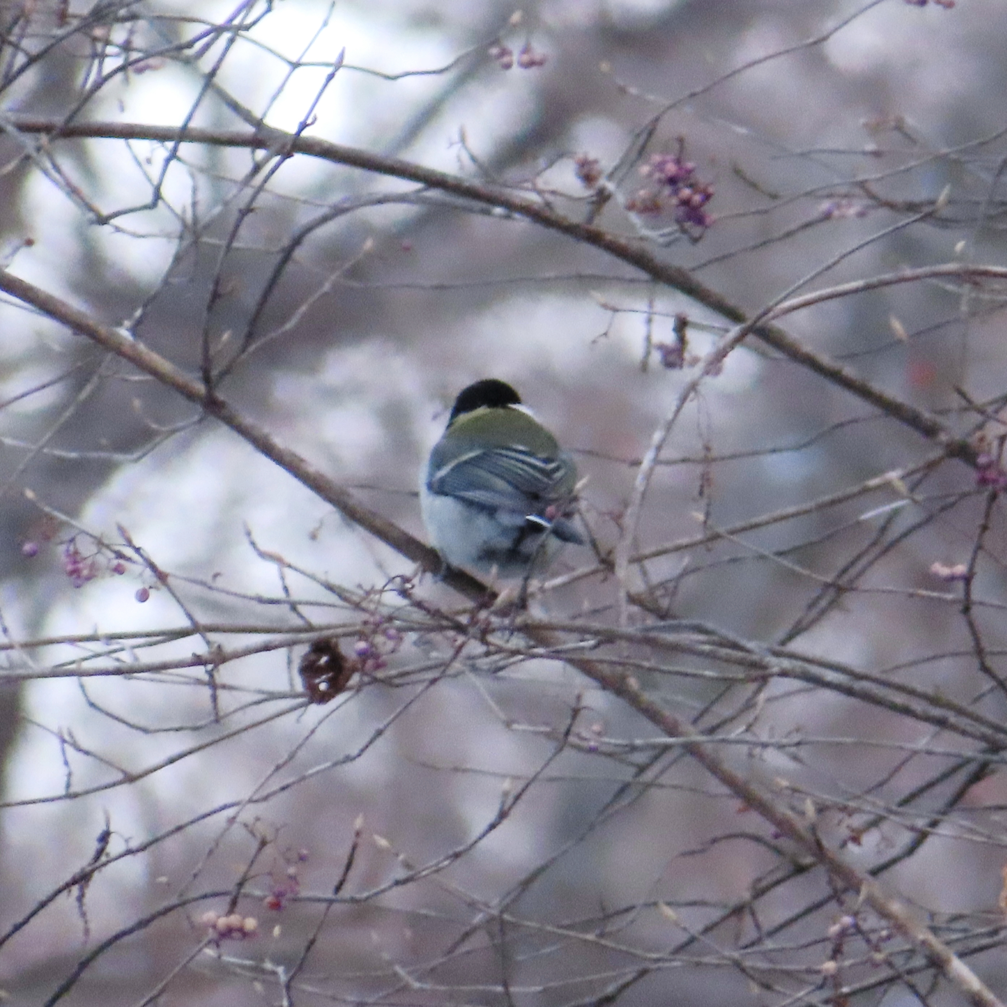 Cinereous Tit (Parus cinereus), photo 1