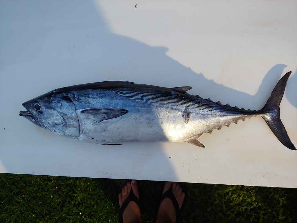 Black skipjack (Euthynnus affinis) — Scombridae