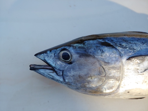 Black skipjack (Euthynnus affinis) — Scombridae — 4
