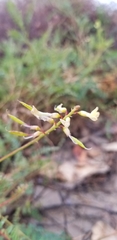Astragalus trichopodus antisellii