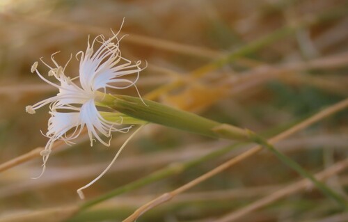 Nama Pink (Dianthus namaensis)
