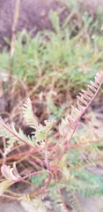 Astragalus trichopodus antisellii