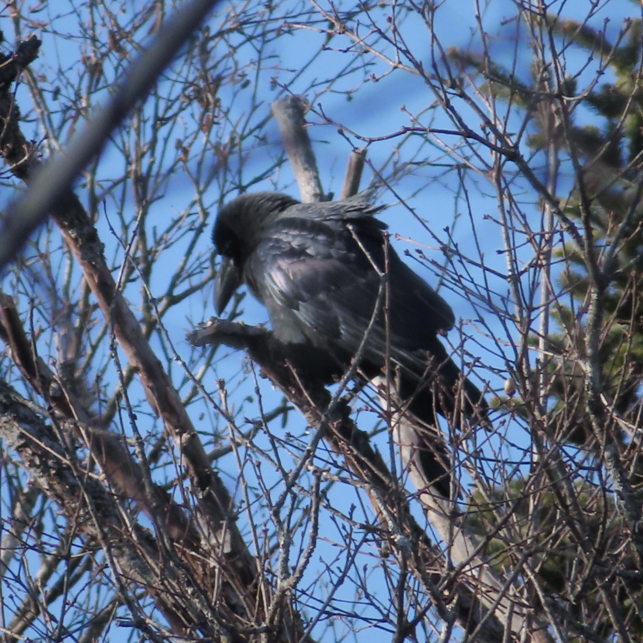 Large-billed Crow (Corvus macrorhynchos), photo 7
