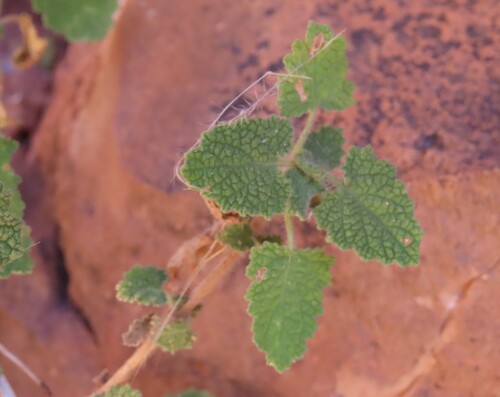 Gariep Sage (Salvia garipensis)