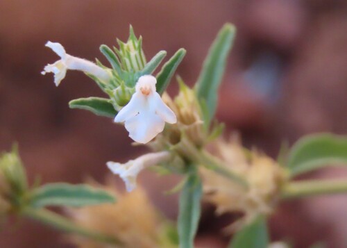 Napped Horsefright (Acrotome pallescens)