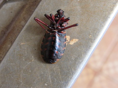 Brontostoma colossus