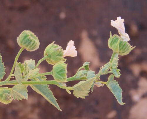 Bellflower (Abutilon pycnodon)