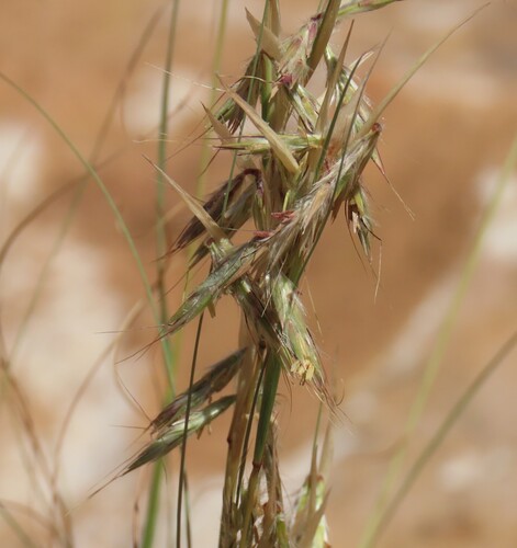 Narrowleaf Turpentine Grass (Cymbopogon pospischilii)